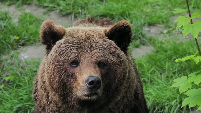  brown bear navigates the forest by smell.