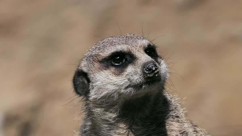 meerkat looks in different directions against a blurred background (slow motion)
