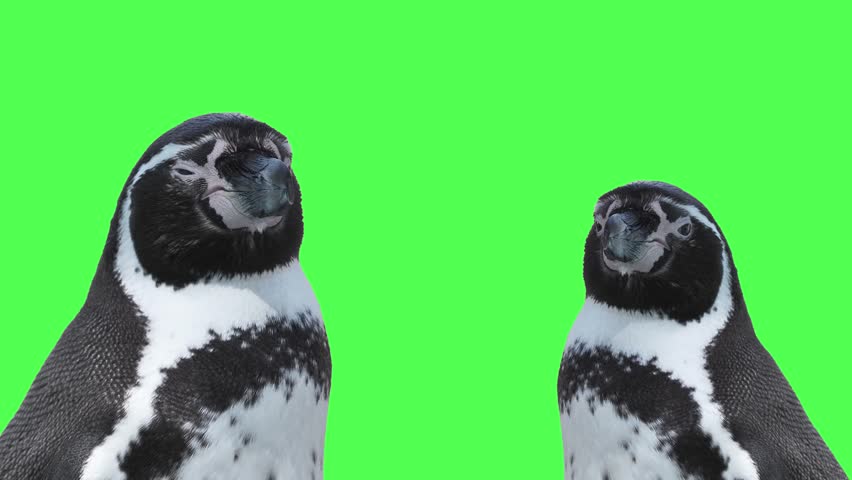 portrait of a humboldt penguins on a green screen