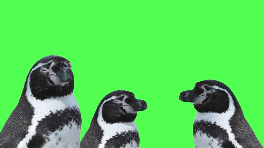 portrait of a humboldt penguins on a green screen