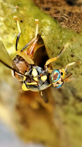 Vertical macro close-up of a wasp-mimic fruit fly with colorful eyes and yellow-black stripes perched on a plant surface.