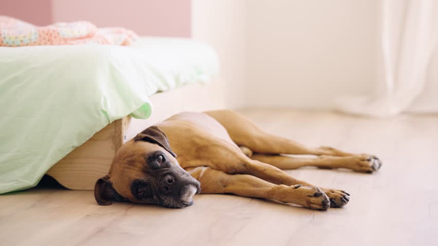 Cute brown boxer dog with sad eyes lying down on a wooden floor inside a bright bedroom. The lovely pet is resting next to the bed