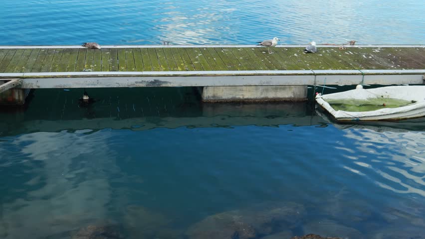 A seagull is resting on the dock