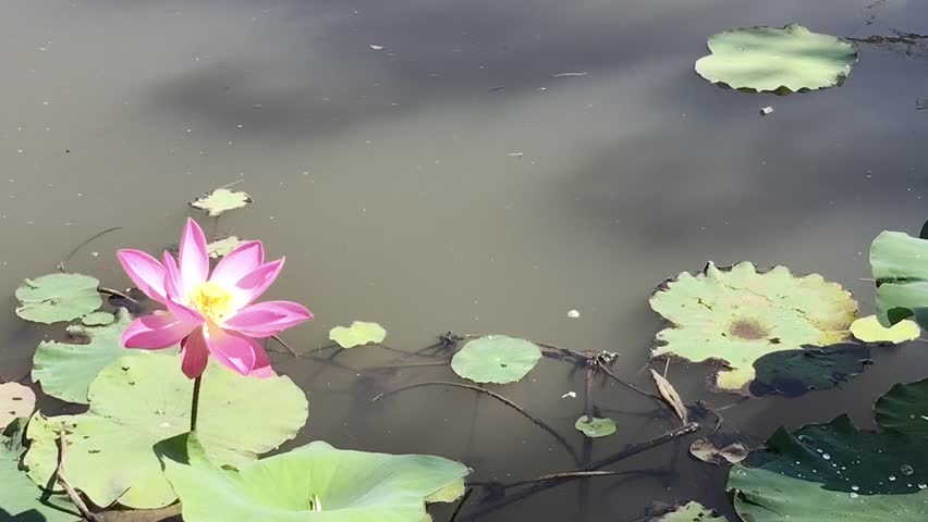 Beautiful blooming pink lotus flower in a natural green pond background.