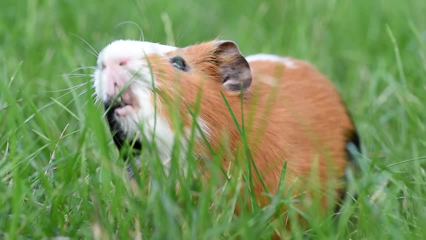 cute tricolor guinea pig portrait, red and black and white color, sitting in green grass, pet at walk in summer, macro photo, selective focus