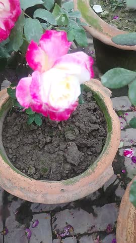 White and Red Bi Color Rose Flower Blooming in Natural Garden, Romantic Floral Background