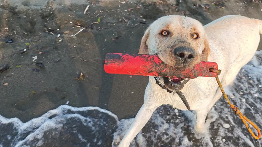 Joyful yellow labrador retriever frolicking in the ocean while carrying a vibrant red toy in its mouth. Delighted pet having a great time on a sunny summer day at a sandy shoreline