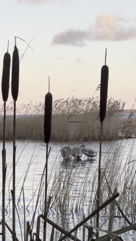 Grey swans preening themselves on a seashore 
