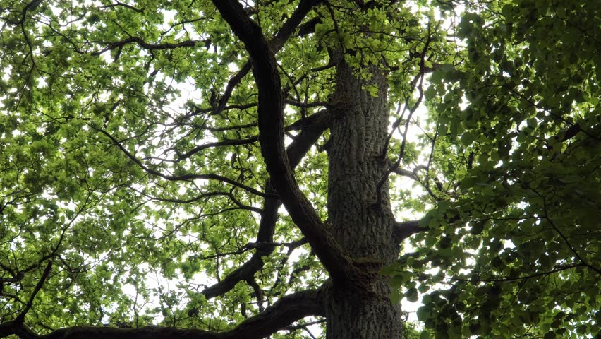 A large oak tree rises from its textured trunk into a dense green spring canopy as the camera moves upward, revealing interwoven branches, fresh leaves, and a calm forest atmosphere.