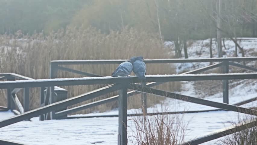 A pair of pigeons in a public park. Pair of pigeon with love feeling. Pigeon cuddling its companion in winter.