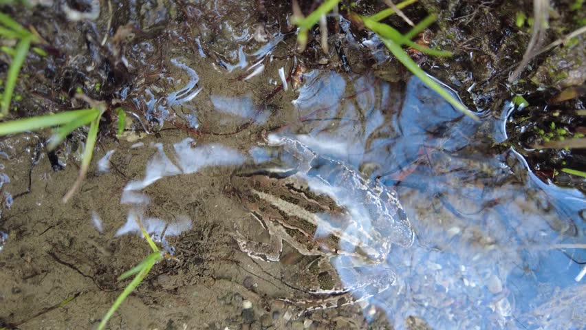 Close-up of a frog camouflaged in clear water. Macro stock video featuring wildlife in its natural habitat, wetlands, and underwater details.