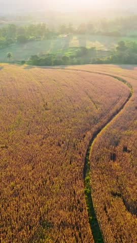 Sunset aerial scenery of farming landscape at rural countryside. Green background and field scene.