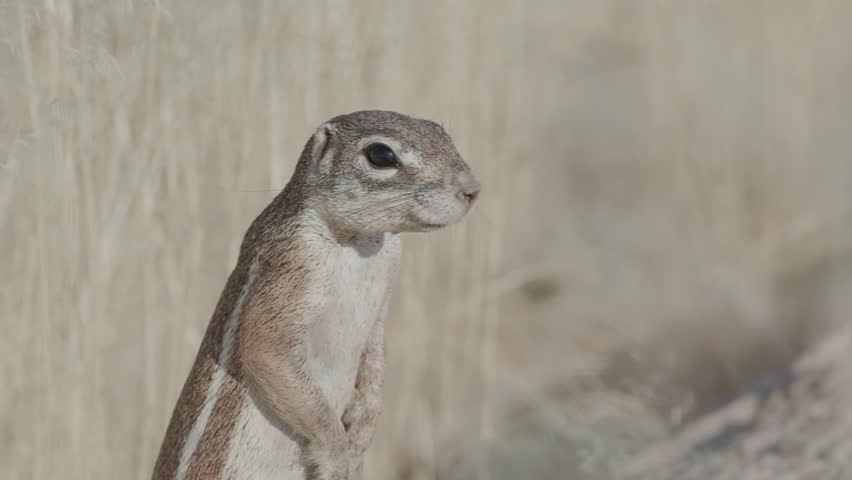 a close up front shot of a cape ground squirrel standing on its back legs at twyfelfontein in namibia