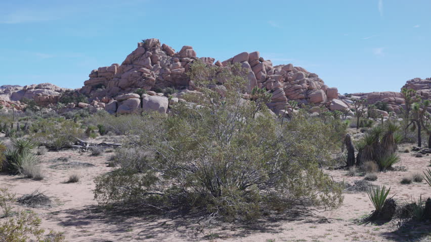 a creosote bush growing at joshua tree national park in california, usa