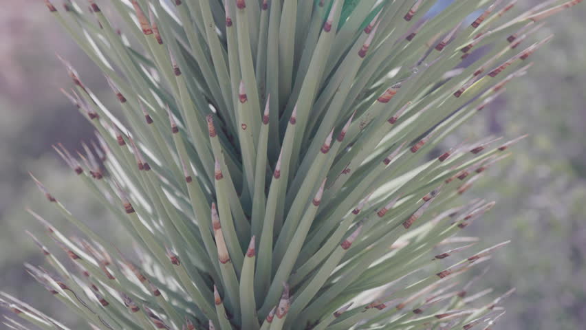 a close up shot of the leaves of a young joshua tree at joshua tree national park in california, usa