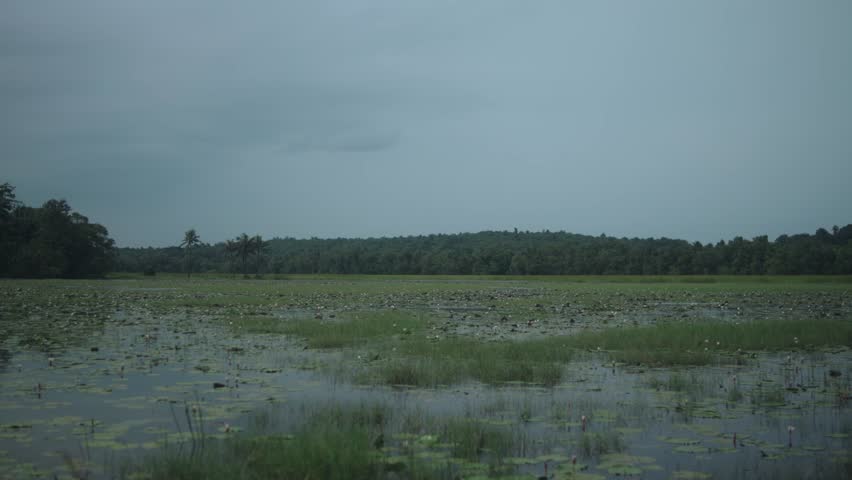 Peaceful marshland under cloudy skies evokes calm and introspection