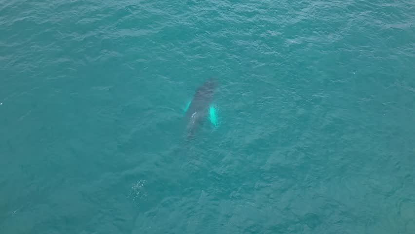 Enormous fully grown humpback whale moves its tale from side to side imitating a shark like motion swimming alone in the big blue ocean off the coast of Ecuador