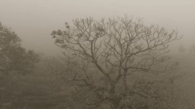 Heavy fog covering forest trees at Puncak Bogor, Indonesia. Moody atmosphere with soft tones, bare branches, and layered woodland fading into the mist. - Powered by Shutterstock - Get 15% off with code: PIKWIZARD15