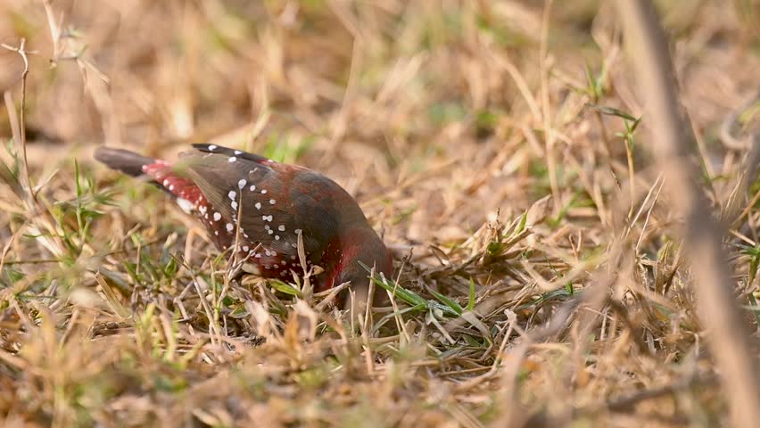 A male Red Avadavat (Amandava amandava) foraging for seeds on the ground. Its brilliant scarlet plumage and white "strawberry" spots contrast against the green grass.