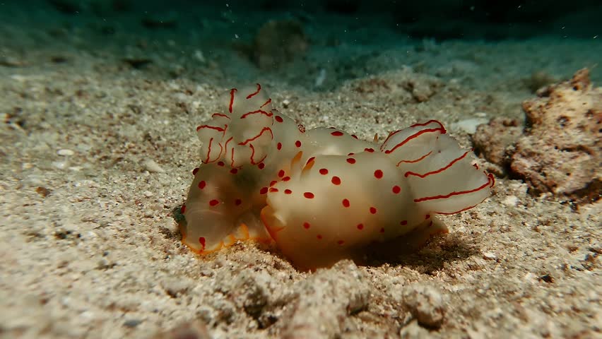 Close-up of a delicate white nudibranch with red spots swaying in the Mauritius current. Concept of marine grace and fragile underwater ecosystems.