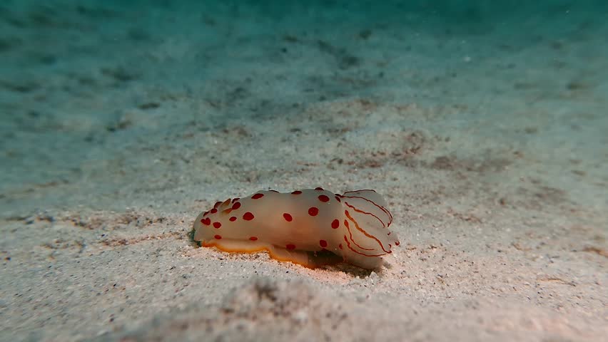 Underwater view of a spotted nudibranch sea slug crawling across sandy seabed in Mauritius, showcasing delicate marine life, biodiversity, and tropical underwater ecosystems.
