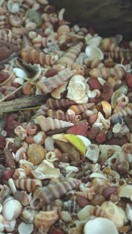 Vertical close-up showing a dense layer of seashells and pebbles covering beach sand.