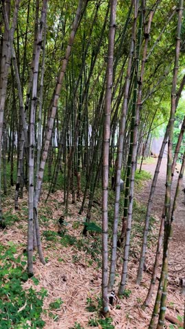 Scenic pathway covered with fallen bamboo leaves leading through a dense grove of tall green bamboo in a lush natural setting.