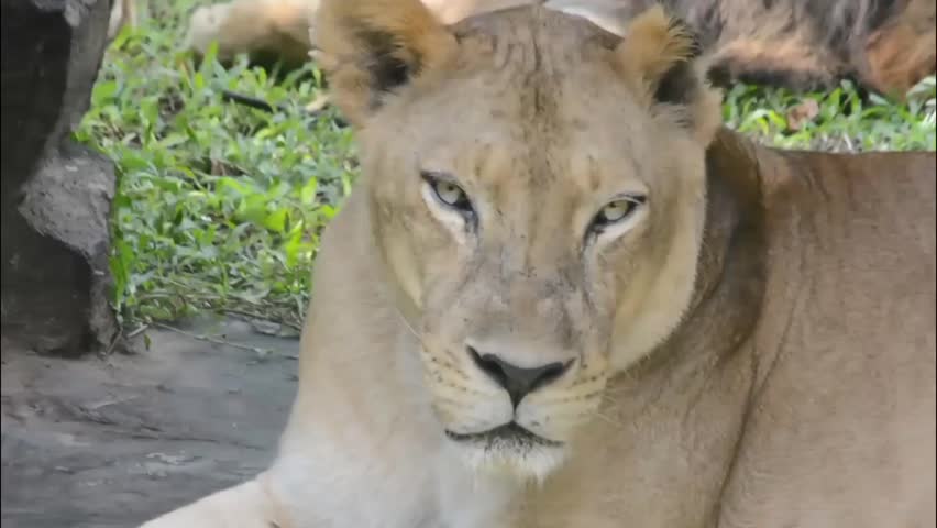 Close-up portrait of a beautiful lioness resting peacefully. This majestic wild feline is lying on green grass in a sunny outdoor environment, perfect for wildlife and nature themes
