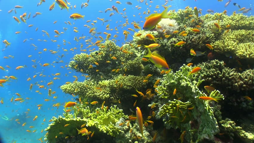 Shoal of Red Fish on Coral Reef, Red sea