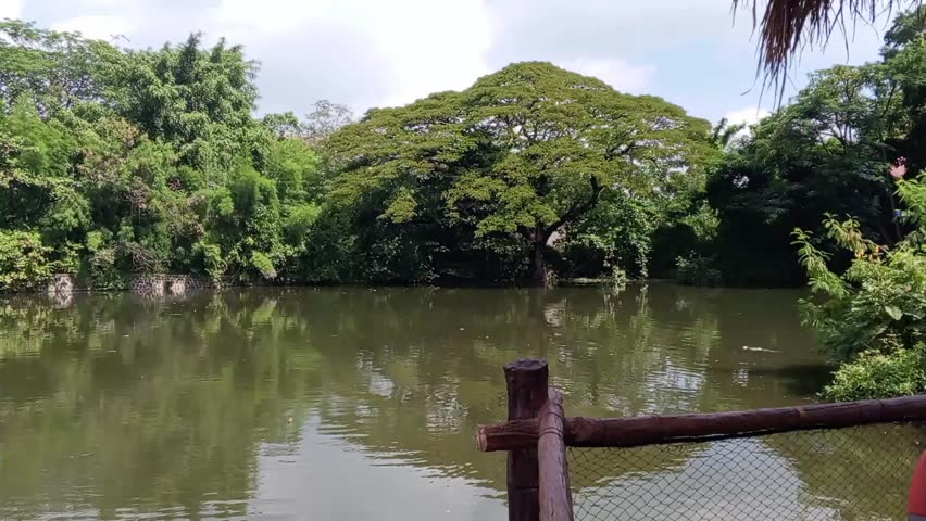 Peaceful landscape view of a calm pond reflecting dense green foliage and a large sprawling canopy tree under a bright sky, featuring a rustic wooden fence in the foreground