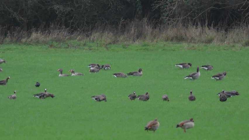 A flock of migrating Russian White-fronted Geese, Anser albifrons albifrons, feeding in a field in winter, with Greylag Gesse and Egyptian Geese. 