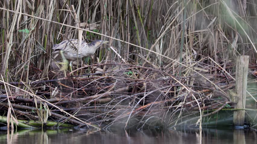 A beautiful bittern in its natural habitat, searching for food. Fishing with its beak in the water.