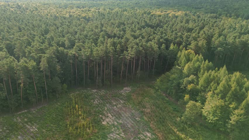 Colorful aerial view of a tree nursery
