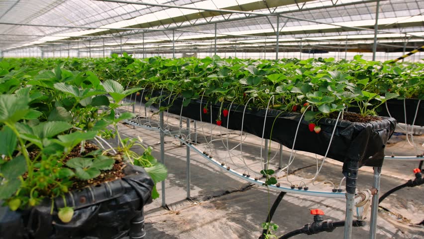 Modern greenhouse filled with rows of ripening strawberry plants, Cambodia