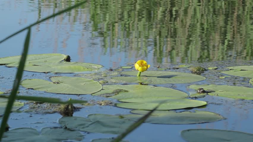 Close-up of a yellow water lily blooming among green lily pads on a calm pond with natural reflections and summer wetland atmosphere.