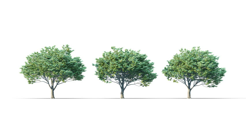 Sessile Oak summer trees swaying in the strong wind. Isolated 3D realistic tree swaying to the wind with alpha matte layer for transparency in the background.