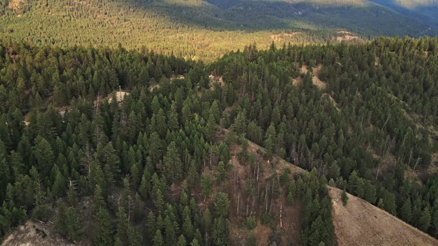 Aerial view of dense forest with trees of different heights and lush greenery, a serene view from above, Invermere, British Columbia, Canada.