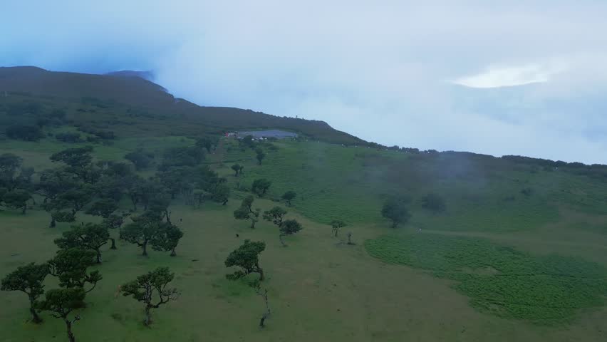 Aerial view of mist drifting through the Fanal Forest in Madeira, Portugal, showing ancient trees, open grassland and a moody natural landscape with fog and changing mountain weather