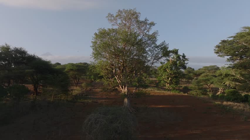 Aerial view of lush, green trees contrasting with the dry earth, with Mount Kilimanjaro looming in the background, Kimana, Kajiado, Kenya.