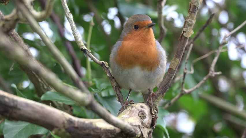 European Robin (Erithacus rubecula) in closeup, looking at the camera, on the branch of a tree. Kent, UK, December. [Half speed]