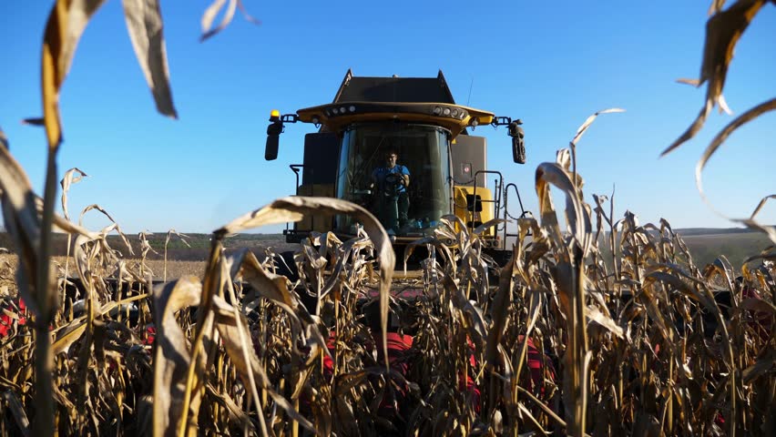 Harvester gathering ripe corn crop at field on sunny day. Combine cutting yellow maize stalks at meadow during harvesting season. Agricultural machine working on farmland. Agronomy and farming concept