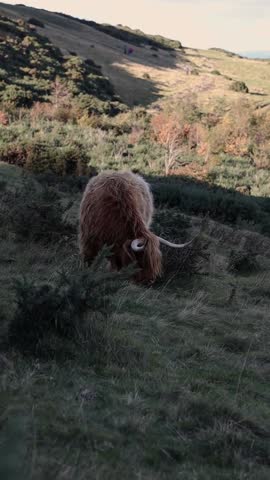 Vertical Highland Hairy Coo with Shaggy Coat in Pentland Hills Regional Park near Edinburgh. Brown Long-Haired Cow Grazing on Grass in Scotland.