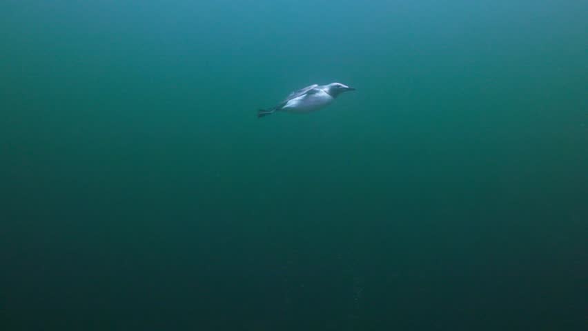 Common murre swimming underwater in Percé, Quebec, cinematic 4K 60FPS marine wildlife footage showcasing cold Atlantic ecosystem and natural hunting behavior