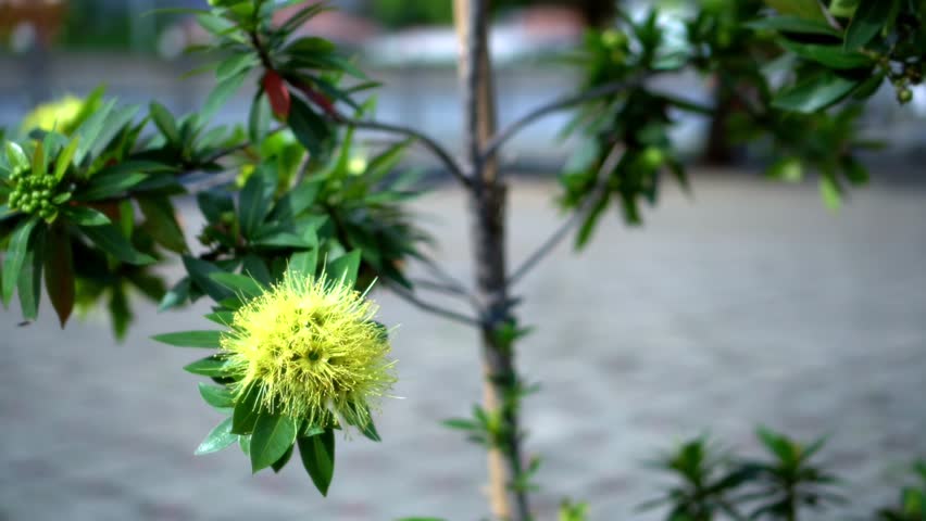 Close-up view of a blooming bottlebrush flower in the park, showing vivid red details, fresh light, and a calm natural atmosphere