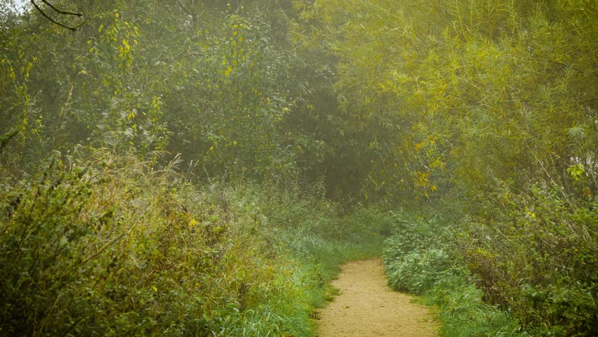 Path curving through dewy meadow surrounded by tall grass and fog covered trees. Rising fog connecting earth and sky forming mystical balance. Trail winding between wet plants and golden leaves