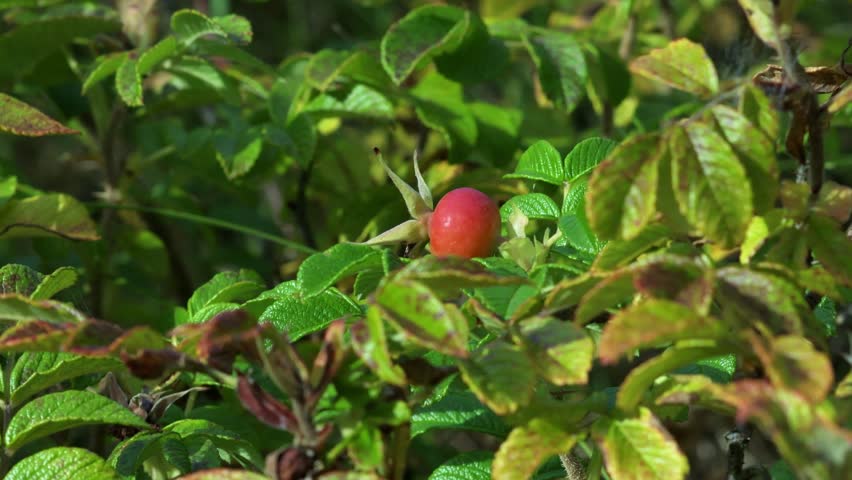 A close-up of a ripe rosehip. A red berry on a branch of a bush.