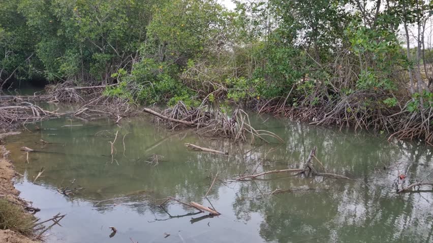 The atmosphere of the mangrove trees around the river at high tide in the afternoon at Pamekasan, Indonesia.