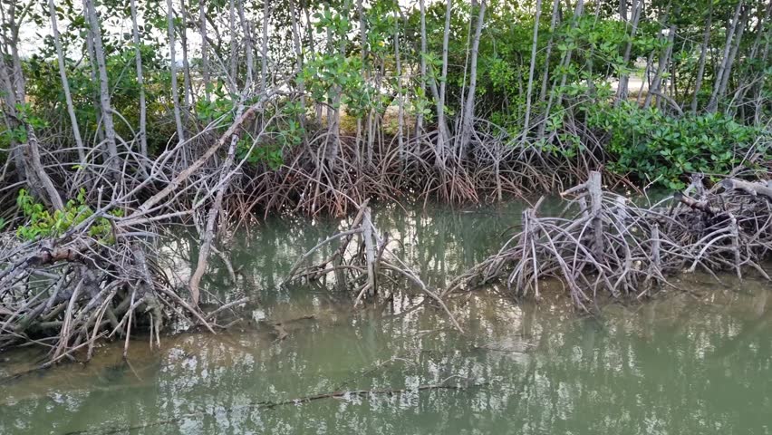 The atmosphere of the mangrove trees around the river at high tide in the afternoon at Pamekasan, Indonesia.