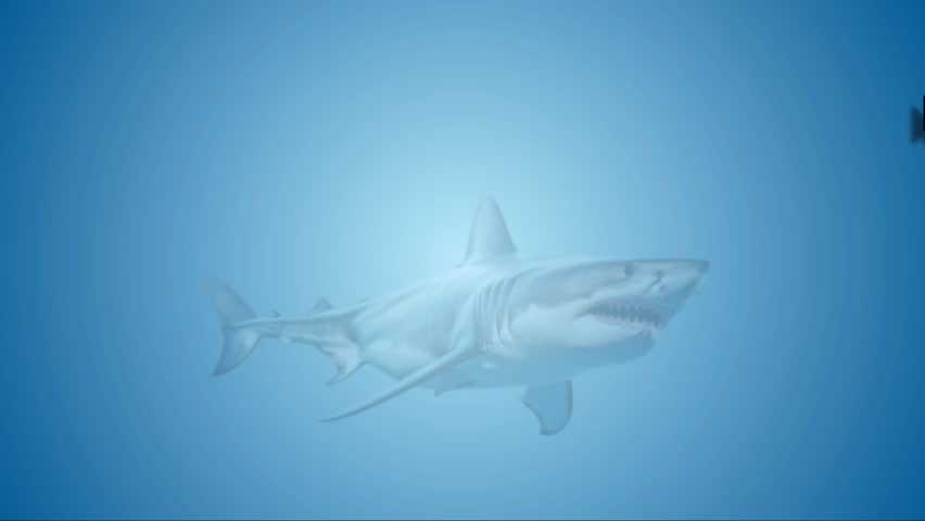 Great white shark swimming slowly in deep blue ocean water.