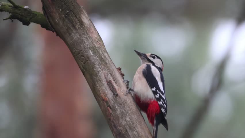 Close-up of an adult male great spotted woodpecker clings to a branch and pecks at a pine cone on a gloomy autumn day.	